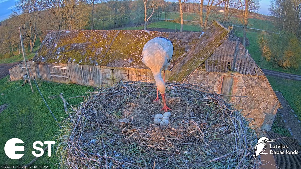 Baltie stārķi (Ciconia ciconia) Tukuma novadā - LDF tiešraide __ White storks in Tukums, Latvia 11-3