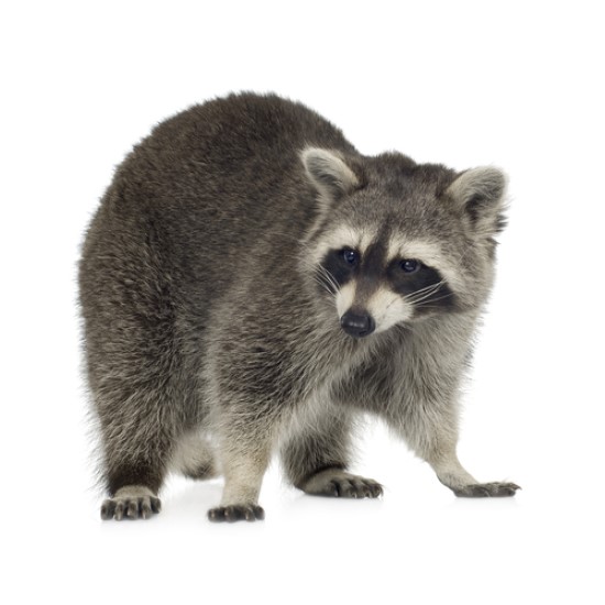 Wildlife-Removal-7.jpg