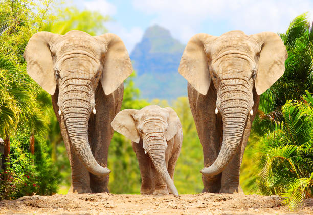 safari in Tanzania