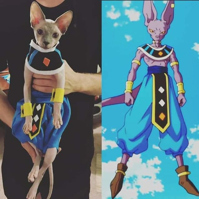 dragon-ball-cat-cosplay-v0-hjnamer3y6c91.jpg