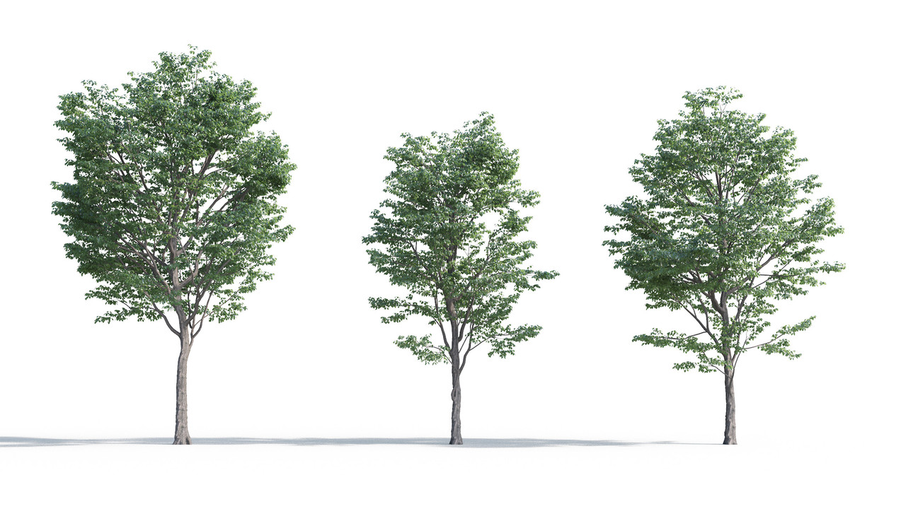 TV-cay_3dsmax_tailieukientruc (16)