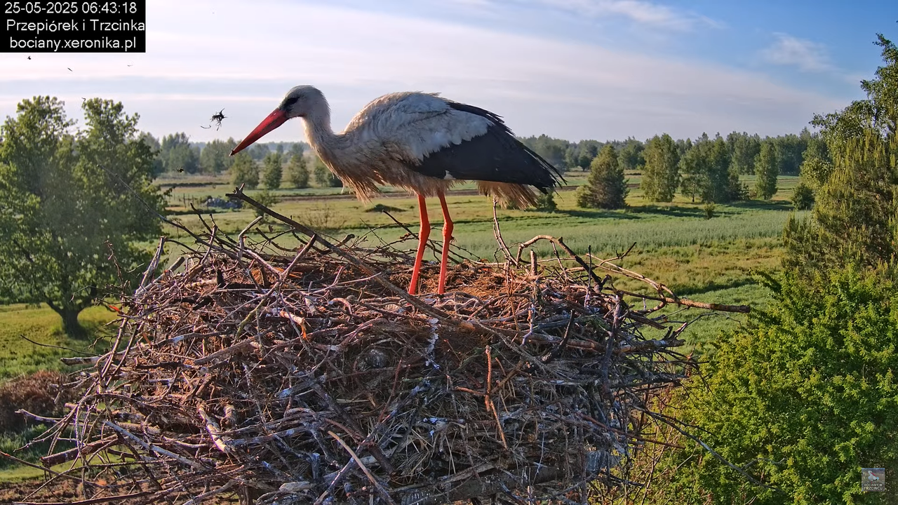 25052025bociany9