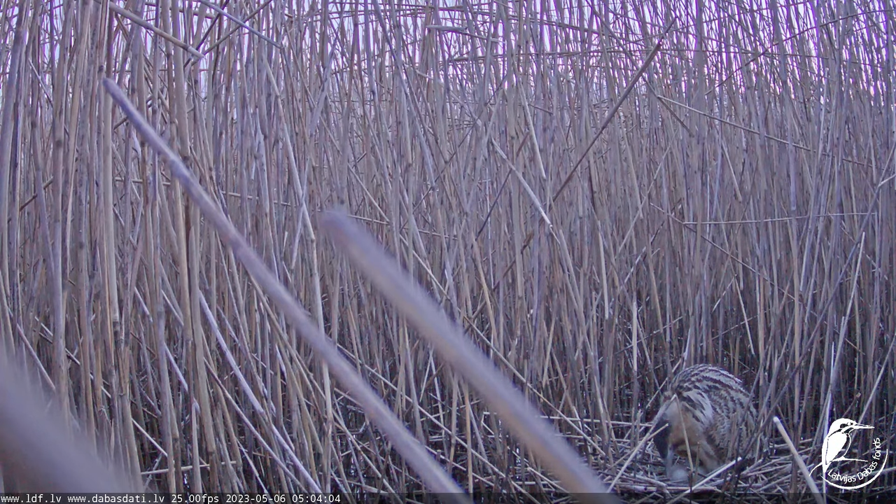 Lielais dumpis (Botaurus stellaris) Engurē - LDF tiešraide 1-9-44 screenshot