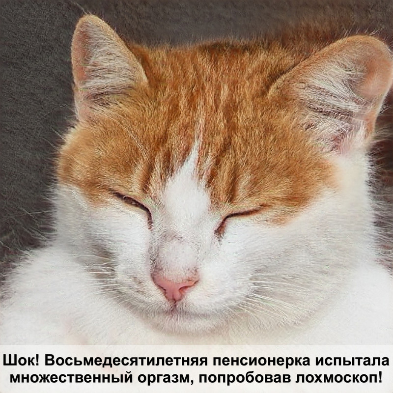 лысая кошка черепаховый окрас