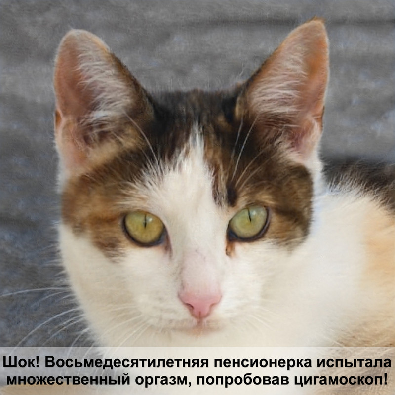 европейская кошка черепаховый окрас