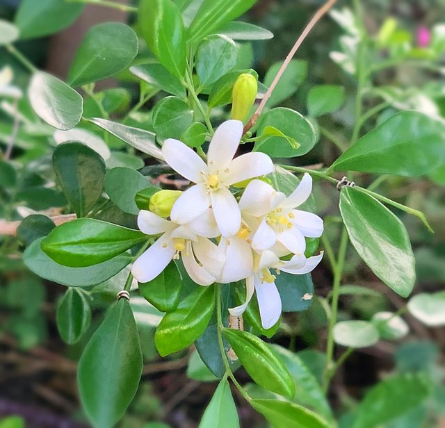 [Image: AD3606-F8-25-B8-44-CF-B540-5-C67357-BE944.jpg]