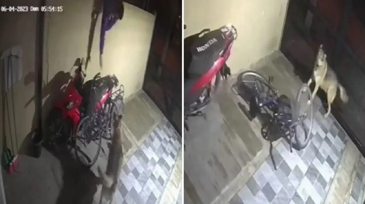 Perro ahuyenta ladrón y evita el robo de una bicicleta en Argentina: video
