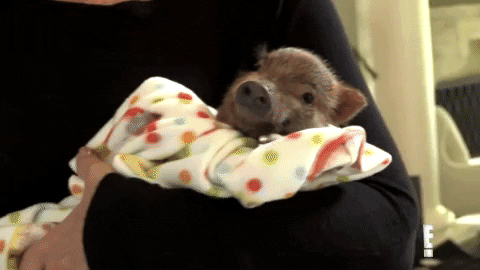 giphy-24.gif