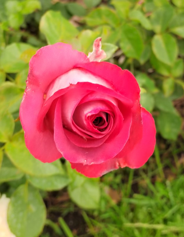 https://i.postimg.cc/NGrSNkJ2/59-IMG-20250626-134933.jpg