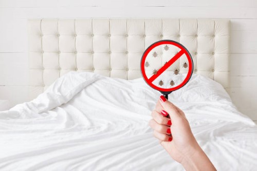 Orlando bed bug treatment