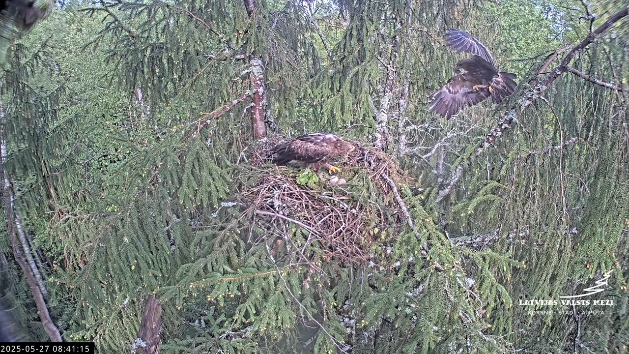 LVM mazais ērglis Lisiņa, egle2 – Lesser Spotted Eagle 9-21-45 screenshot (1)