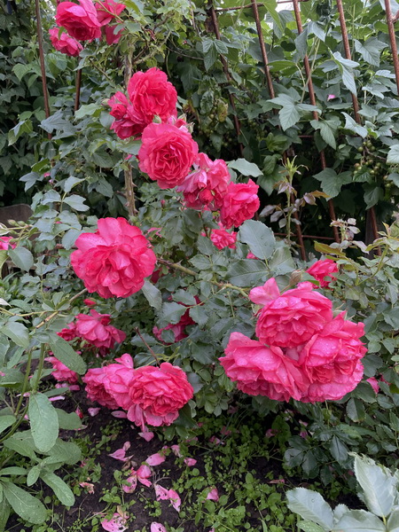 https://i.postimg.cc/NGx1bKYR/IMG-5642.jpg