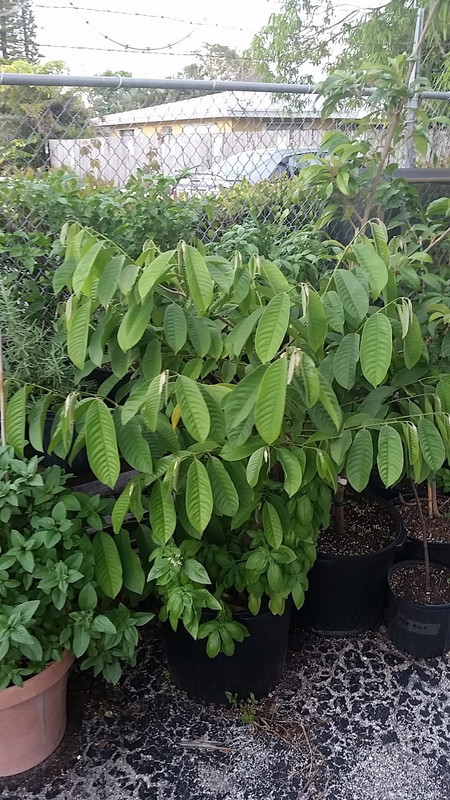 rollinia