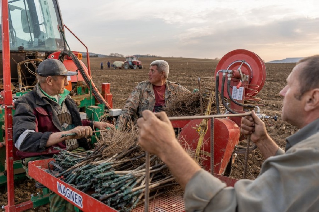 Агрофирма посадка. Агрофирма посадка. Спаржа рассада. Плантация черной смородины. Рассада спаржи в промышленных.