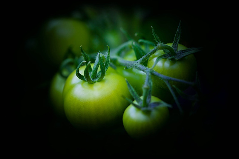 green-tomatoes.jpg