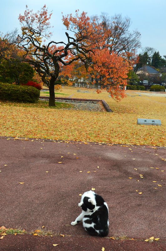 Japón y sus Pueblos-2024 - Blogs de Japon - Matsumoto-13 y 14-11-2024 (38)