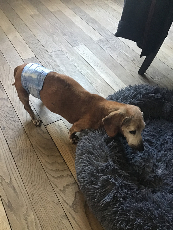 [Image: 7-B02-D75-B-E731-4128-B8-E3-AA1-B8487-E646.jpg]