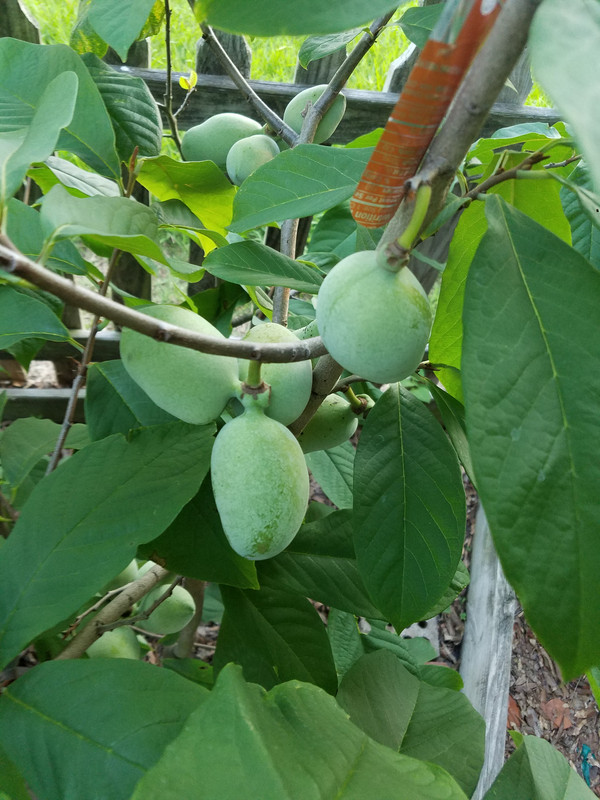 pawpaw fruit