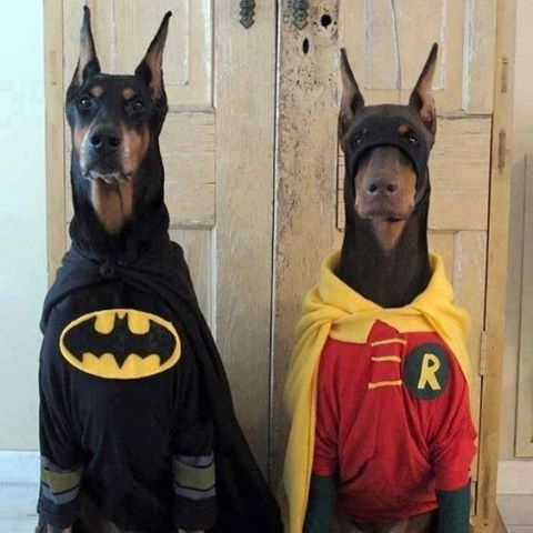 Batdog.jpg