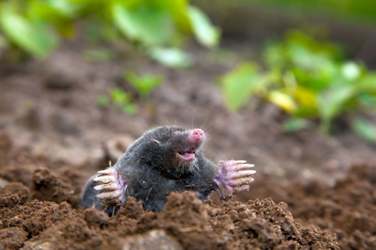 How To Get Rid Of Moles In Garden?