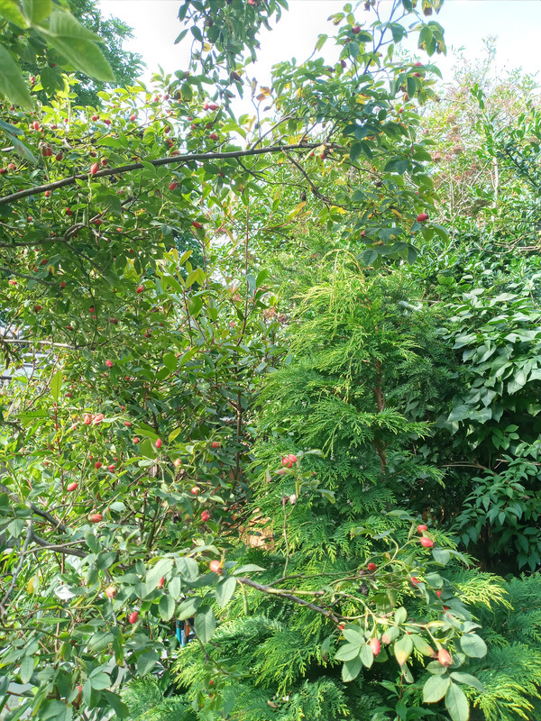 [Image: 20210812-174454.jpg]