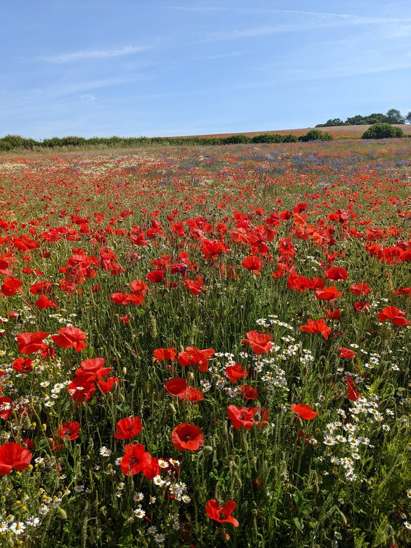 poppies-june.jpg