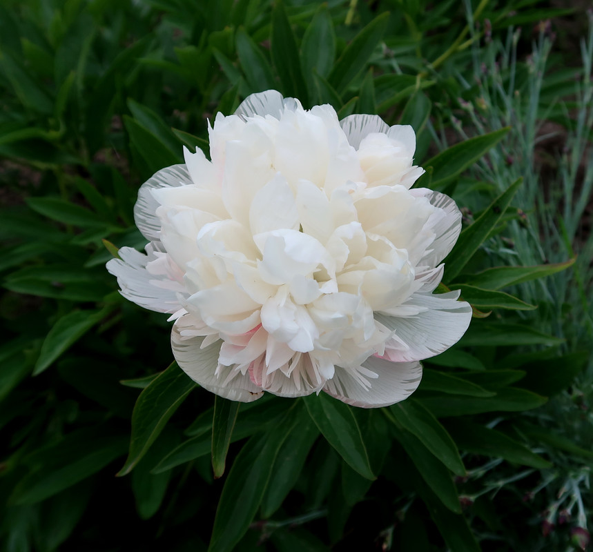 Пион officinalis Alba Plena 3