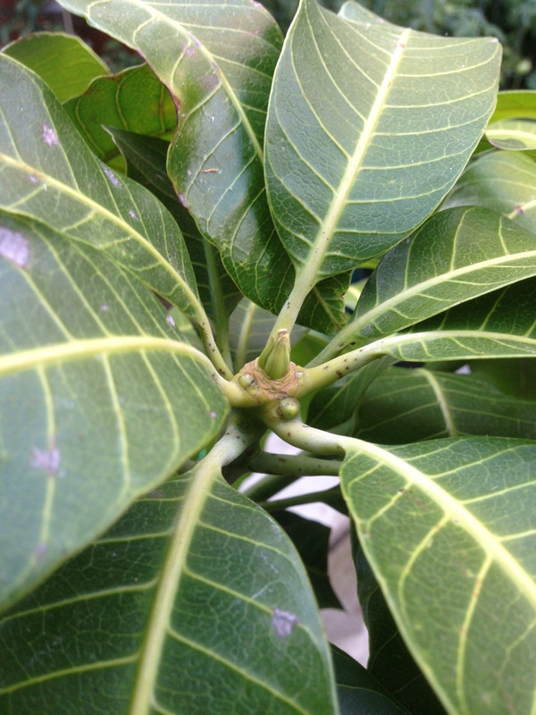 Nam Doc Mai upon recieved bud 1