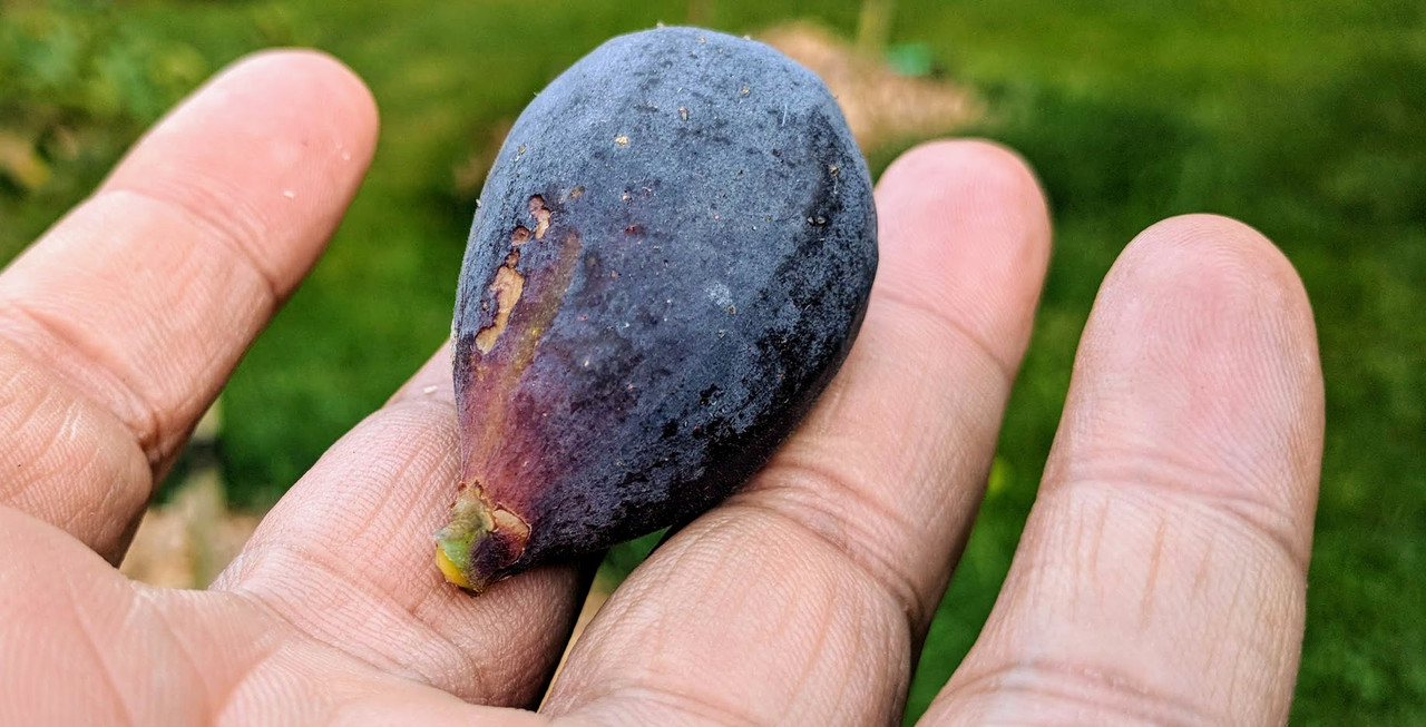 Maltese Falcon 5 09-07-2019