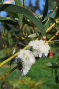 Eucalyptus - Stránka 3 DSC-0057
