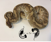 Hades (M;2019 Butter Enchi het Clown)