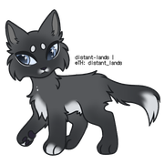 grey colorpoint with white