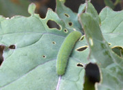 Close-up of caterpillar