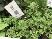 photo-iherbalgarden-3rd-030