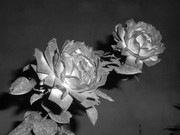 40.2.approaching darkness II