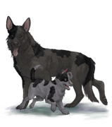 GSDAdultPupBlackBlotch