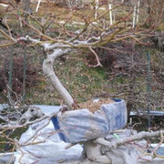 margotta - Separata margotta  da un Bonsai di acero palmato IMG_20180111_155338