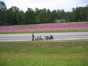 Scoots&flowers in Median