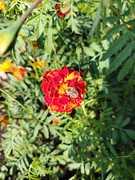 IMG-20250815-160330