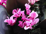 27.17.flower fair XVII