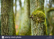 forest-tree-moss-stump-nature-fresh-green-fine-environment-pollu