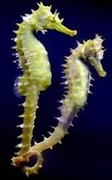 seahorses