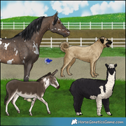 Betta Fish, Anatolian Shepherd, Donkey, Alpaca