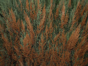 66.3.spring smiles III