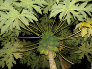 60.4.ghosts of spring IV