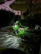 PXL-20220101-183527491-NIGHT