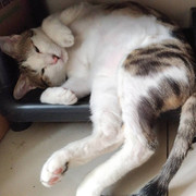 2017-09-10 03.07.57 1600697867508839599_338237262