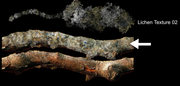[Image: Del-N-Texture-Brush-Lichen-Texture-02Example-of-Use.png]