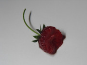 26.3.life and death of a strawberry III