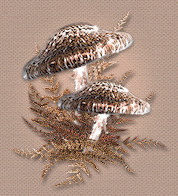 Paddestoelen75li